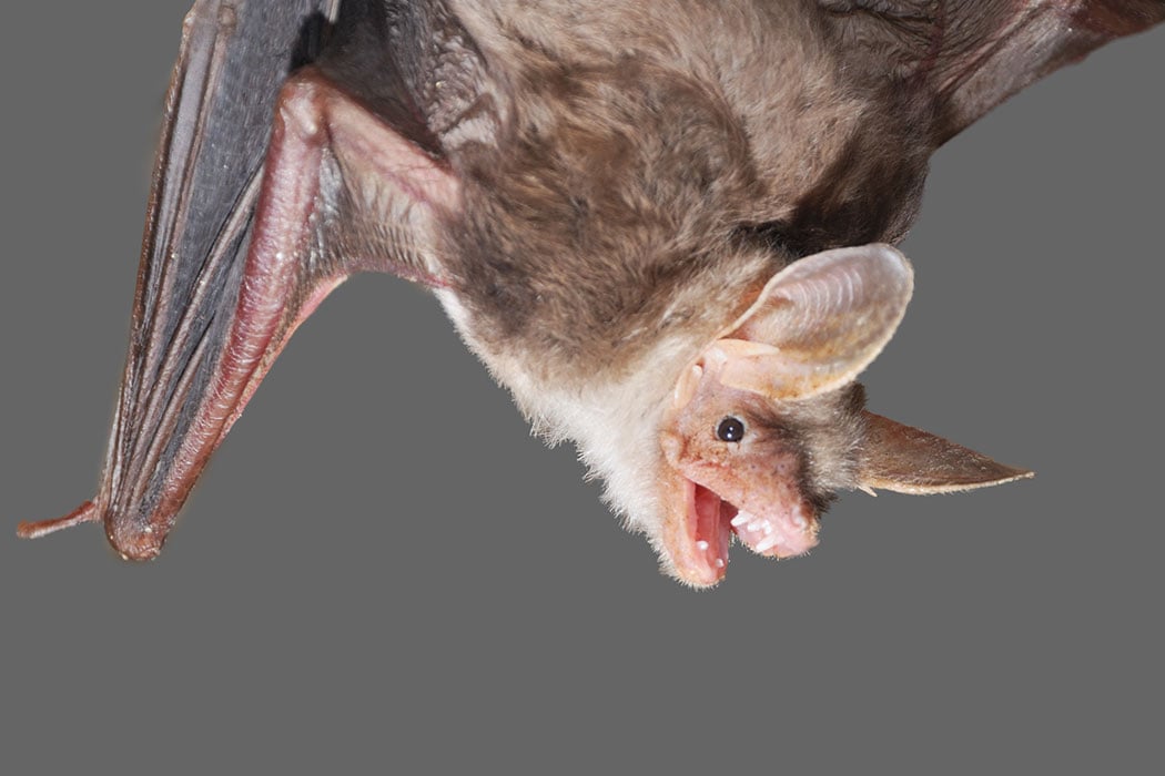 Adopt a Vampire Bat | Symbolic Adoptions from WWF