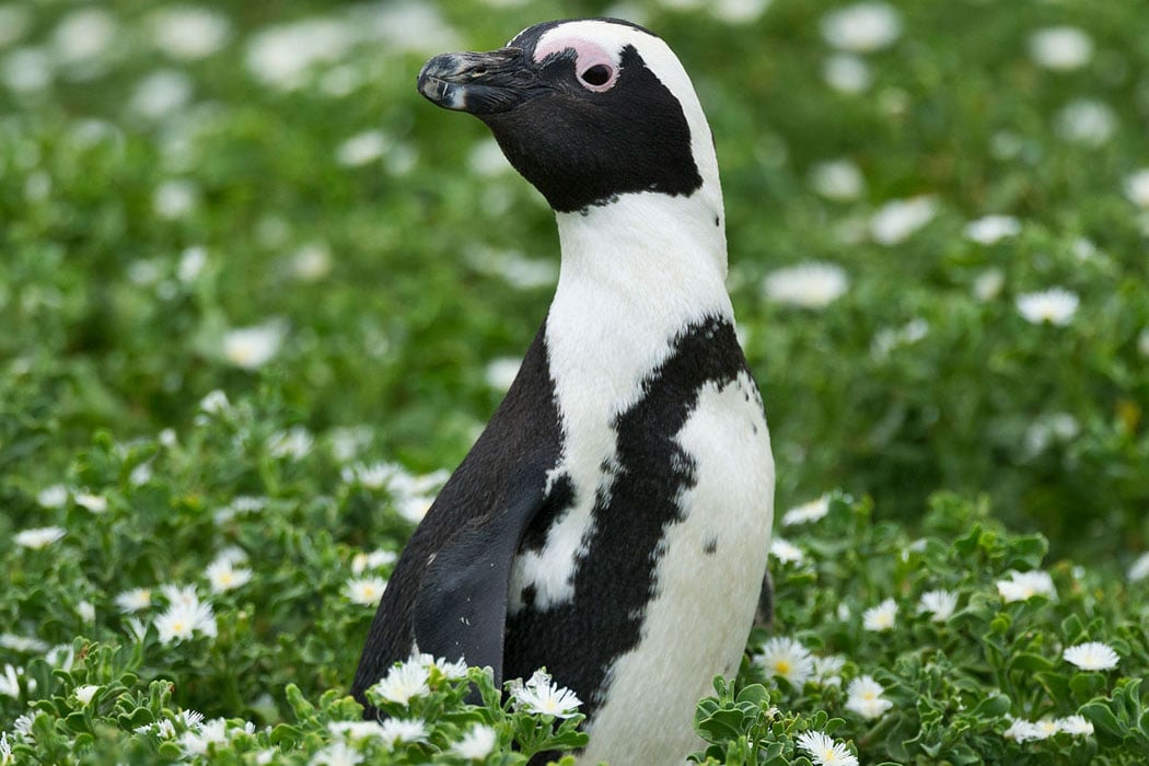 African Black-footed Penguin