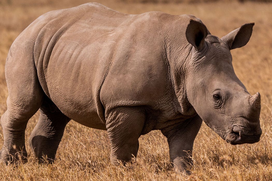 Adopt an African Rhino | Symbolic Adoptions from WWF