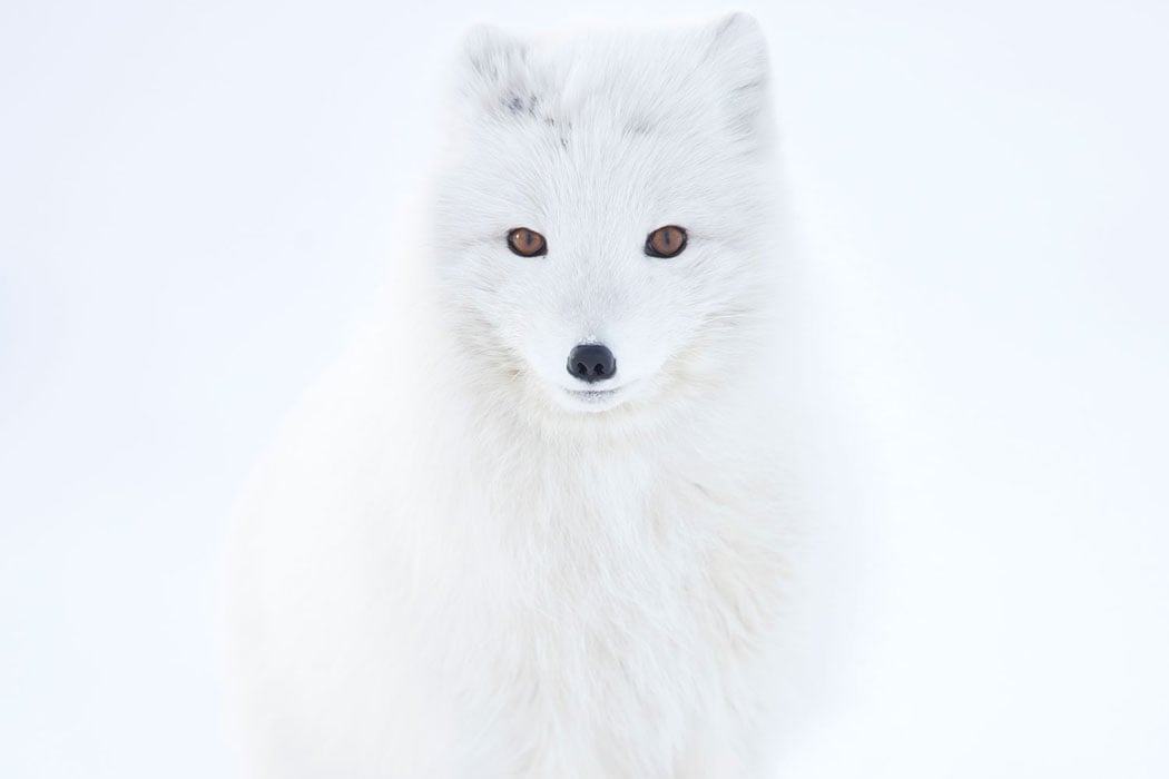 Adopt an Arctic Wolf | Symbolic Adoptions from WWF