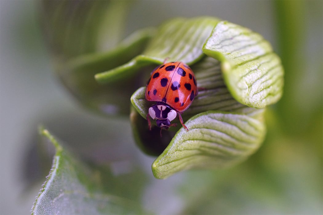 Adopt a Ladybug | Symbolic Adoptions from WWF