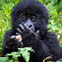 Gorilla Infant
