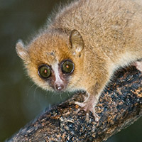 Mouse Lemur 