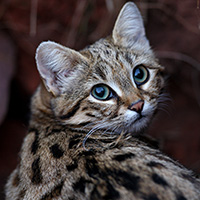 Adopt A Black Footed Cat Symbolic Animal Adoptions From Wwf