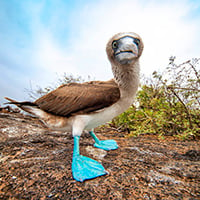 cart-blue-footed-booby-photo.jpg
