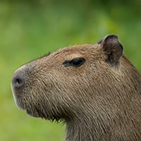 https://gifts.worldwildlife.org/gift-center/Images/multistepcart/cart-capybara-photo.jpg