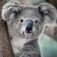 WWF Koala mit Baby 28cm 