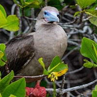 Red-Footed Booby