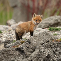 Adopt a Red Fox | Symbolic Adoptions from WWF - WWF Gifts