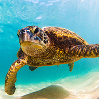 https://gifts.worldwildlife.org/gift-center/Images/multistepcart/cart-sea-turtle-photo.jpg