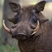 Adopt a warthog | Symbolic animal adoptions from WWF