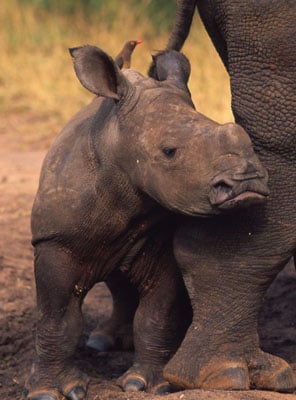 African Rhino Calf