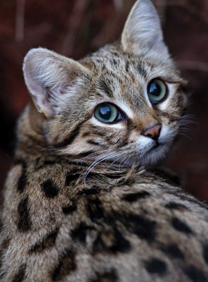 Black-Footed Cat