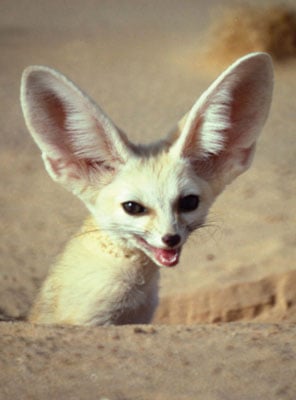 Adopt a Fennec Fox | Symbolic Adoptions from WWF