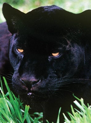 Jaguar (black)