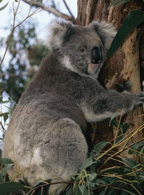 Adopt a Koala | Symbolic Adoptions from WWF