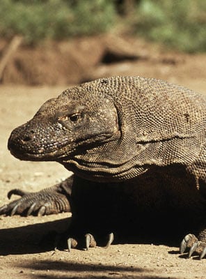 Adopt a Komodo Dragon | Symbolic Adoptions from WWF
