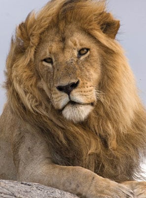 Adopt a Lion | Symbolic Adoptions from WWF