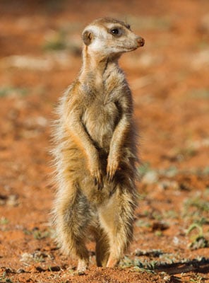Adopt a Meerkat | Symbolic Adoptions from WWF