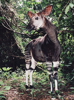 Adopt an Okapi | Symbolic Adoptions from WWF