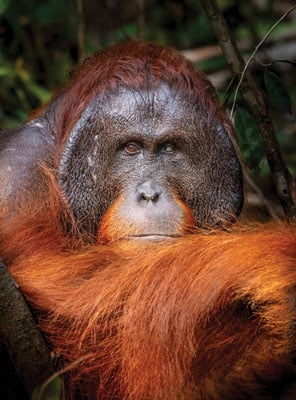 Orangutan (male)