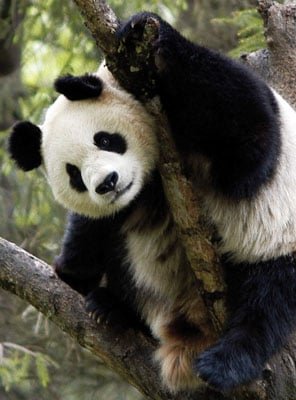 Adopt a Panda | Symbolic Adoptions from WWF