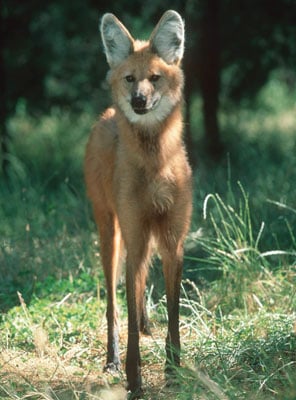 Red-Maned Wolf