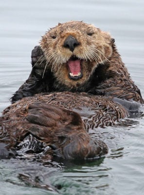 Adopt a Sea Otter | Symbolic Adoptions from WWF