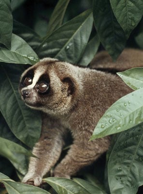Adopt a Slow Loris | Symbolic Adoptions from WWF
