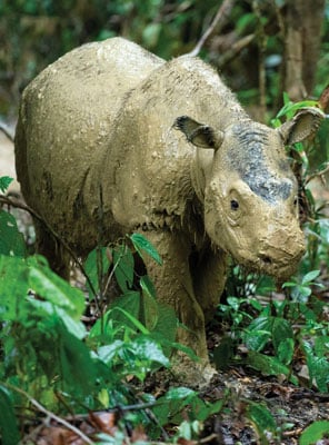 Sumatran Rhino