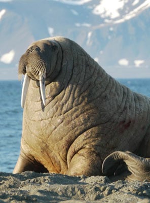 Adopt a Walrus | Symbolic Adoptions from WWF