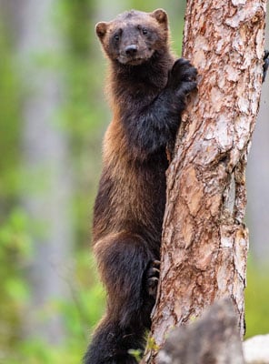 Adopt a Wolverine | Symbolic Adoptions from WWF