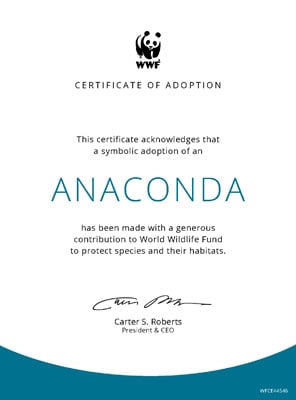 Adopt a Capuchin Monkey  Symbolic Adoptions from WWF