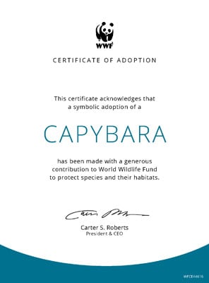 Adopt a Capybara  Symbolic Adoptions from WWF