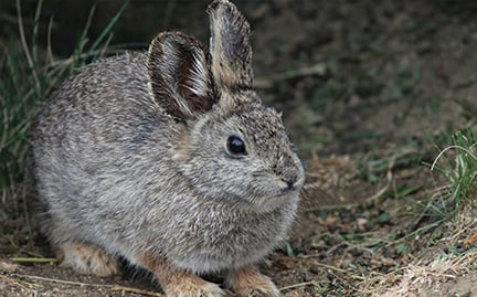 Adopt a Pygmy Rabbit | Symbolic Adoptions from WWF