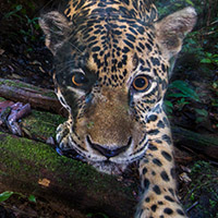 Jaguar (spotted)